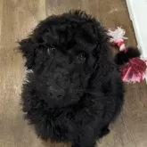 スタンダードプードル【北海道・男の子・2025年9月28日・ブラック】の写真2