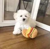 ビションフリーゼ【北海道・女の子・2025年4月22日・ホワイト】の写真10