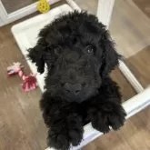 スタンダードプードル【北海道・男の子・2025年9月28日・ブラック】の写真3