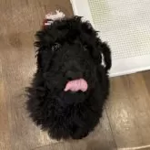 スタンダードプードル【北海道・男の子・2025年9月28日・ブラック】の写真5