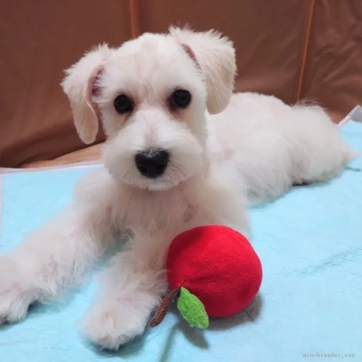 ID:2306-03489の子犬