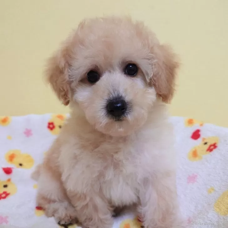ID：2407-02625の子犬