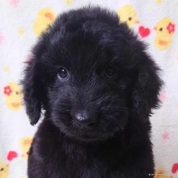 ID：2402-03577の子犬