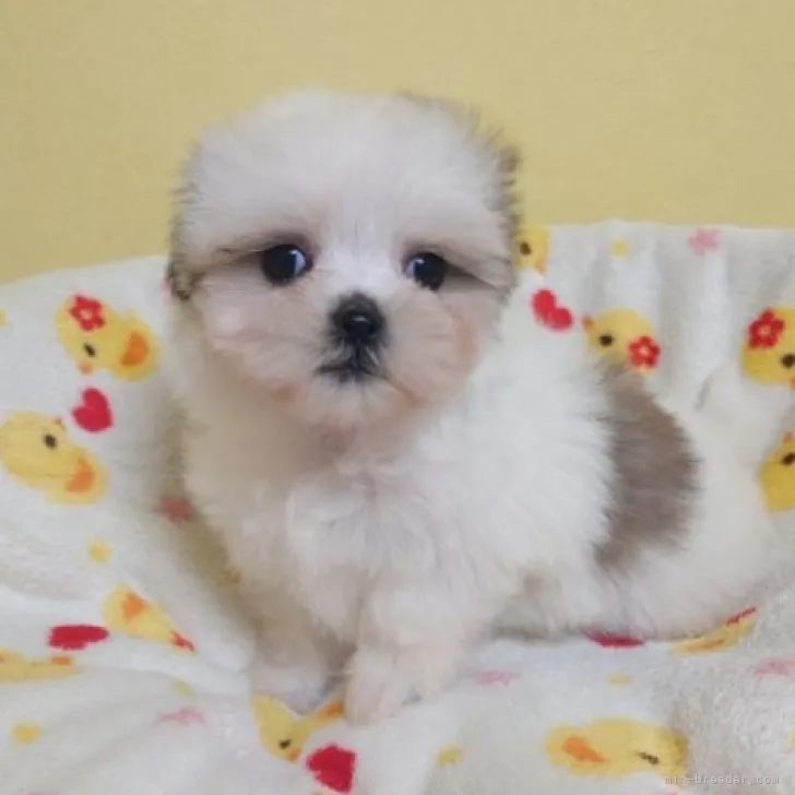 ID：2310-03172の子犬