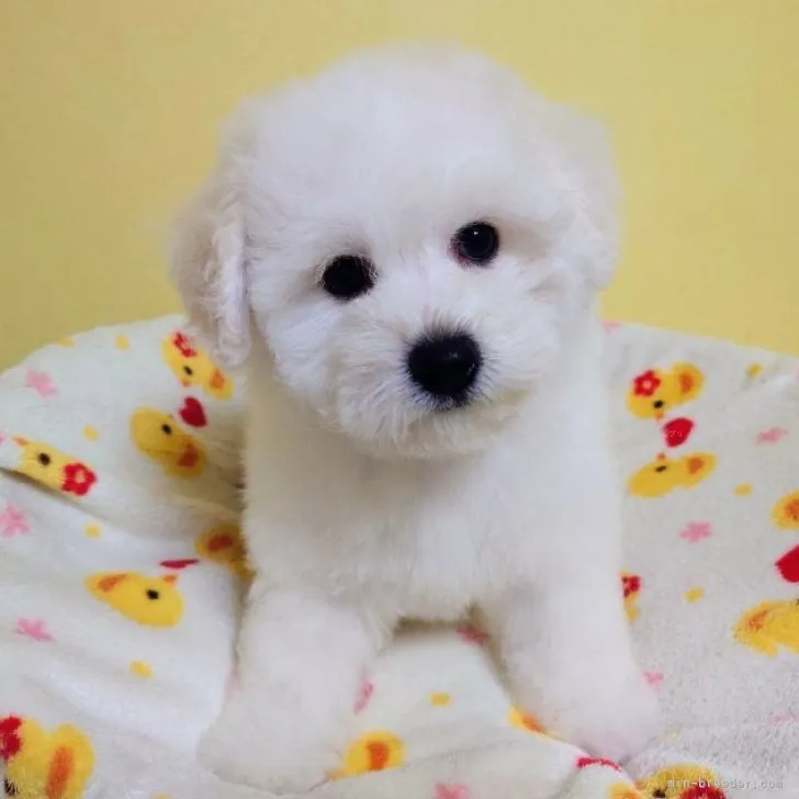 ID:2310-03163の子犬