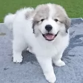 グレートピレニーズ