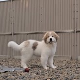 グレートピレニーズ