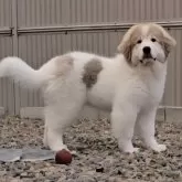 グレートピレニーズ