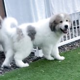 グレートピレニーズ