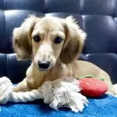 ミニチュアダックスフンド(ロング)【岐阜県・女の子・2025年7月20日・シェーデッドイエロー】の写真15