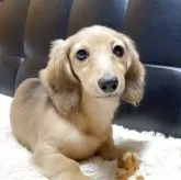 ミニチュアダックスフンド(ロング)【岐阜県・女の子・2025年7月20日・シェーデッドイエロー】の写真10