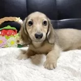 ミニチュアダックスフンド(ロング)【岐阜県・女の子・2025年7月20日・シェーデッドイエロー】の写真11