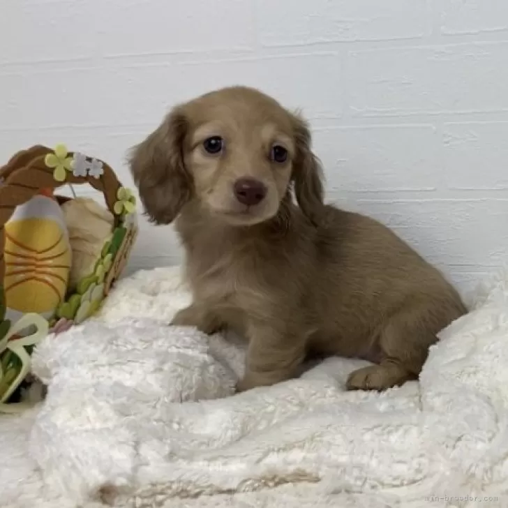 Y.M 様のお迎えした子犬