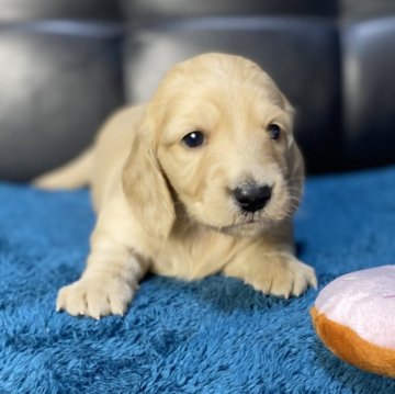 ミニチュアダックスフンド(ロング)【岐阜県・女の子・2025年11月10日・イエロー】の写真「綺麗なイエローの女の子」