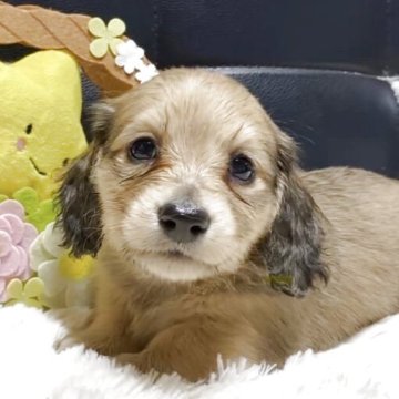 ミニチュアダックスフンド(ロング)【岐阜県・男の子・2025年5月18日・シェーデッドイエロー】の写真「綺麗なイエローの男の子」