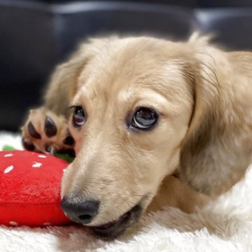 ミニチュアダックスフンド(ロング)【岐阜県・女の子・2025年7月20日・シェーデッドイエロー】の写真「見学同時お迎え可能」