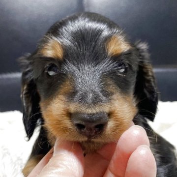 ミニチュアダックスフンド(ロング)【岐阜県・男の子・2025年7月12日・ブラックタン】の写真「両親共に遺伝子検査クリアの男の子」