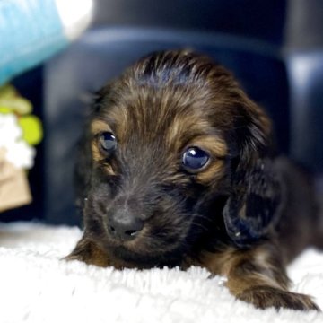 ミニチュアダックスフンド(ロング)【岐阜県・男の子・2025年11月7日・レッド】の写真「両親共に遺伝子検査クリアの男の子」