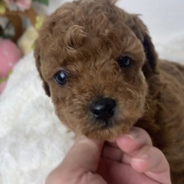トイプードル(トイ)【岐阜県・女の子・2025年1月28日・レッド】の写真「両親共に3項目遺伝子検査クリアの女の子」