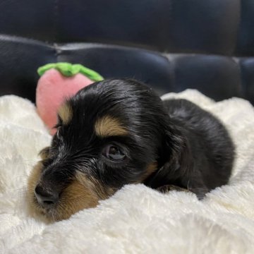 ミニチュアダックスフンド(ロング)【岐阜県・女の子・2025年8月27日・ブラックタン】の写真「両親共に遺伝子検査クリア」