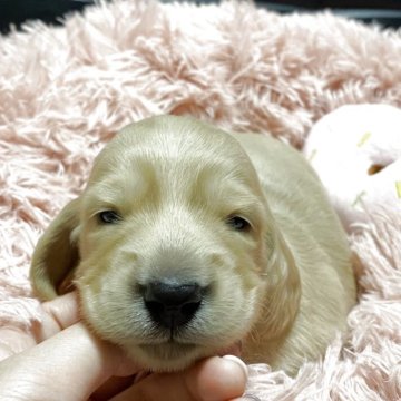 ミニチュアダックスフンド(ロング)【岐阜県・女の子・2025年11月10日・イエロー】の写真「綺麗なイエローの女の子」