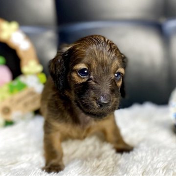 ミニチュアダックスフンド(ロング)【岐阜県・女の子・2025年11月7日・レッド】の写真「両親共に遺伝検査クリアの女の子」