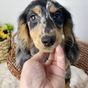 ミニチュアダックスフンド(ロング)【岐阜県・男の子・2024年9月24日・シルバーダップルイエロー】の写真「綺麗なカラーで優しいお顔の男の子」