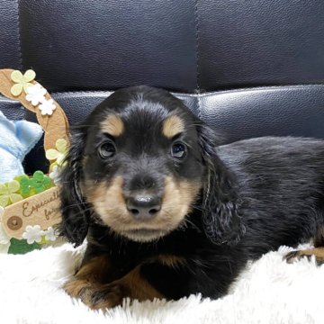 ミニチュアダックスフンド(ロング)【岐阜県・男の子・2025年5月4日・ブラックタン】の写真「おっとりしたお顔の男の子」