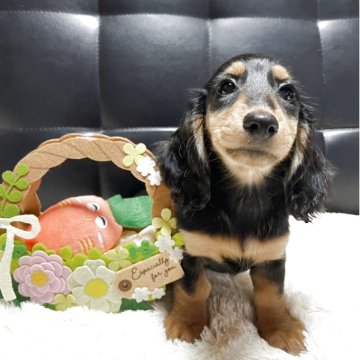 ミニチュアダックスフンド(ロング)【岐阜県・女の子・2025年3月20日・ブラックタン】の写真「遺伝子検査クリアの女の子、見学同時お迎え可🎶」