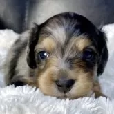 ミニチュアダックスフンド(ロング)【岐阜県・男の子・2025年11月12日・シルバーダップル】の写真1「離乳食始まりました。467gになりました。」