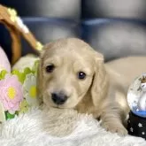 ミニチュアダックスフンド(ロング)【岐阜県・女の子・2025年11月10日・イエロー】の写真1