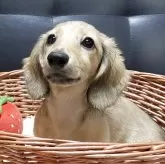 ミニチュアダックスフンド(ロング)【岐阜県・女の子・2025年7月20日・シェーデッドイエロー】の写真1