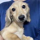 ミニチュアダックスフンド(ロング)