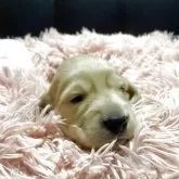 ミニチュアダックスフンド(ロング)【岐阜県・女の子・2025年11月10日・イエロー】の写真2