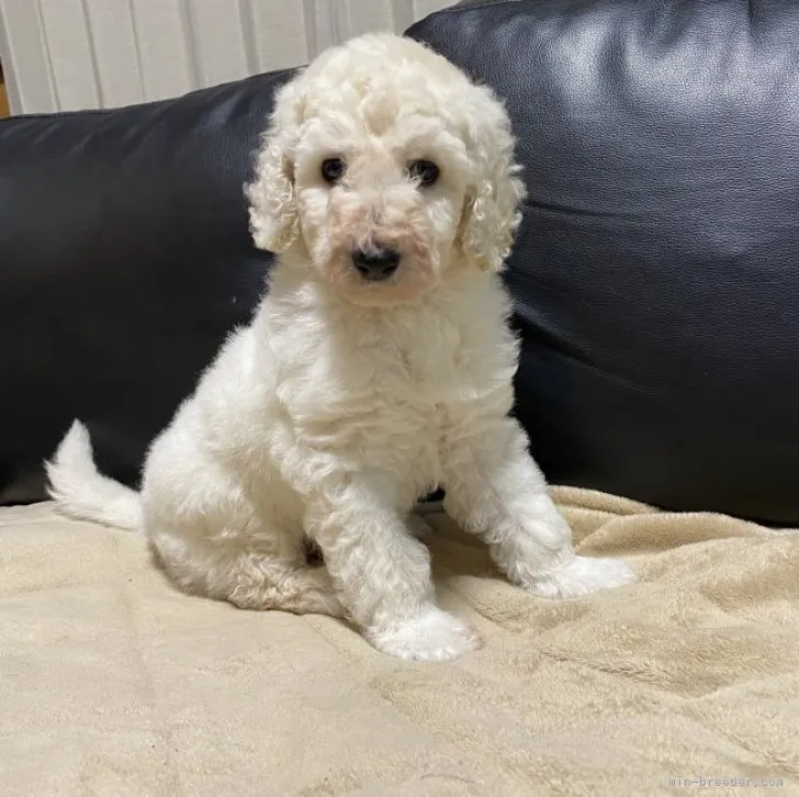 ID:2301-01449の子犬