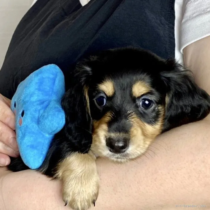 ID:2306-00288の子犬