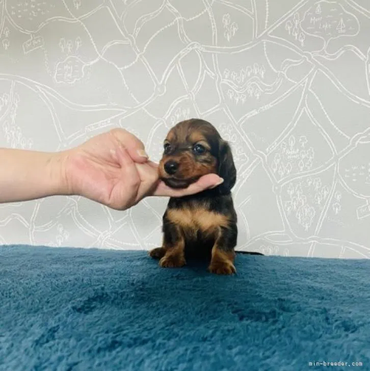 ID：2208-02066の子犬