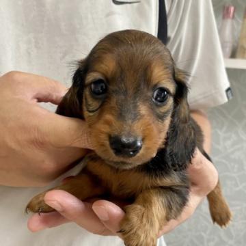 ミニチュアダックスフンド(ロング)【岐阜県・男の子・2022年7月7日・レッド】の写真「両親共に遺伝子検査クリアのレッドの男の子」