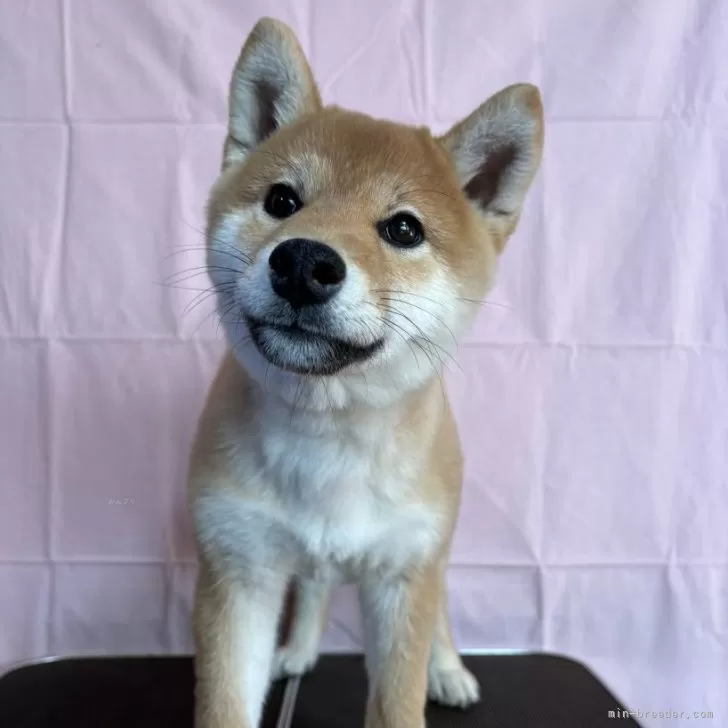 ID：2412-01625の子犬
