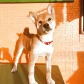 柴犬(標準サイズ)【宮城県・男の子・2025年5月31日・赤】の写真2
