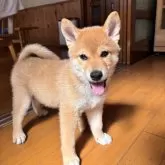 柴犬(標準サイズ)【宮城県・男の子・2025年5月31日・赤】の写真4