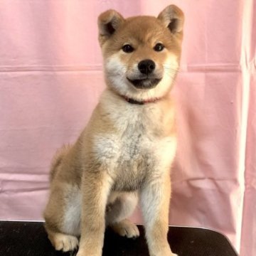 柴犬(標準サイズ)【宮城県・男の子・2022年12月12日・赤】の写真「個性豊かな元気な男の子」