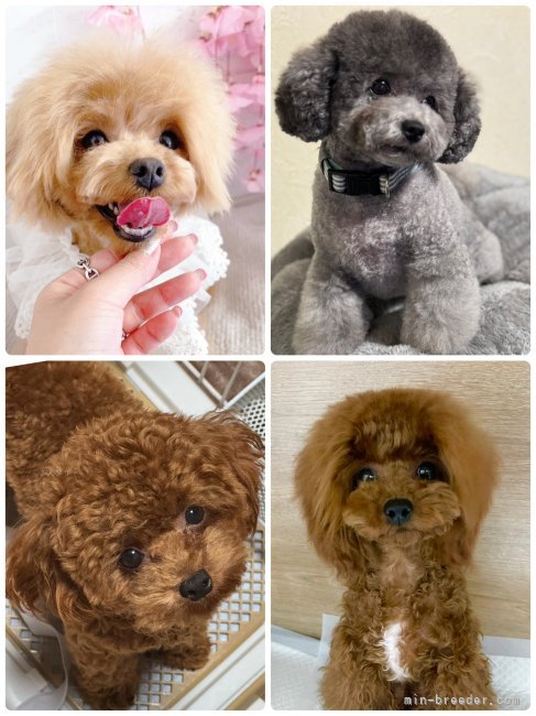 お母さんたち🐶｜五十嵐　千枝(いがらし　ちえ)ブリーダー(群馬県・トイプードルなど・JKC登録)の紹介写真8