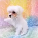 マルチーズ【群馬県・男の子・2024年11月25日・ホワイト】の写真3