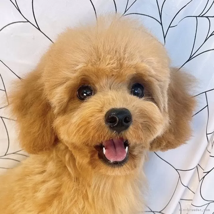 タイニープードル【群馬県・女の子・2025年6月19日・アプリコット】の写真1