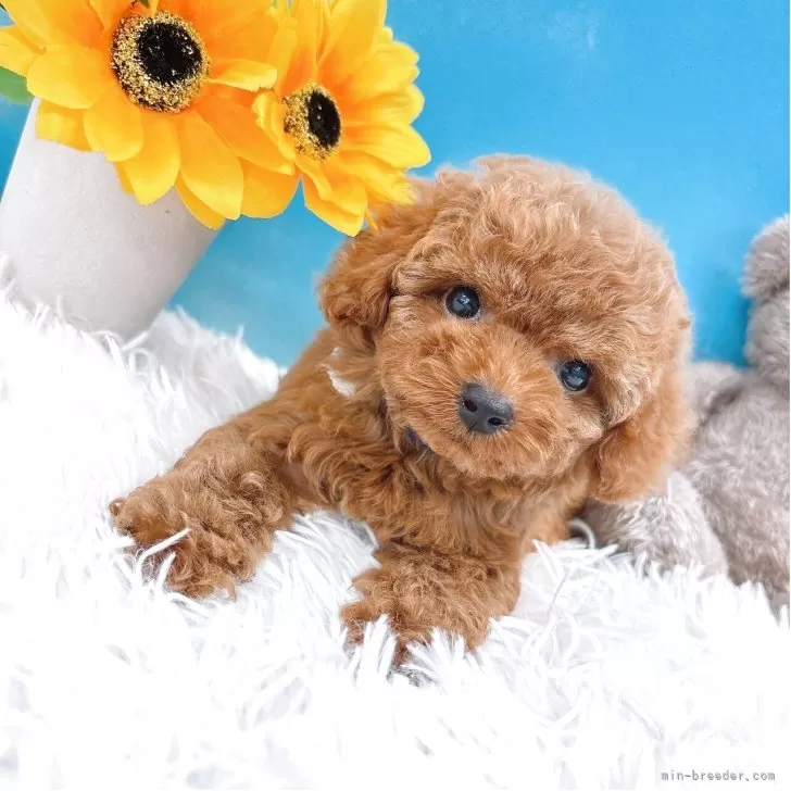 ID:2507-06622の子犬