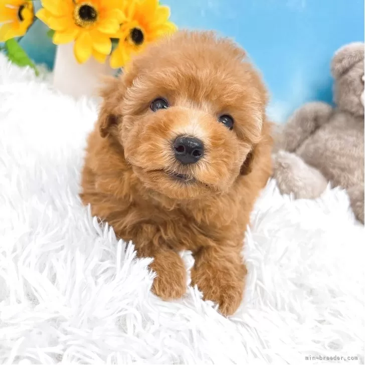 ID：2507-06642の子犬