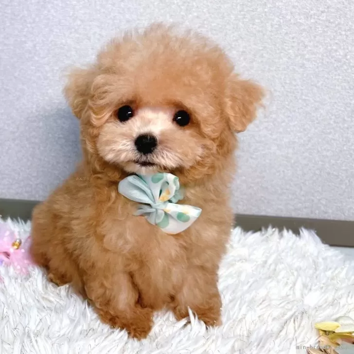ID:2508-03777の子犬