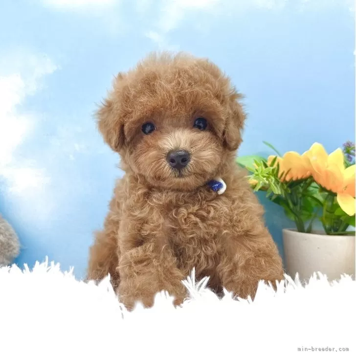 ID:2507-01037の子犬