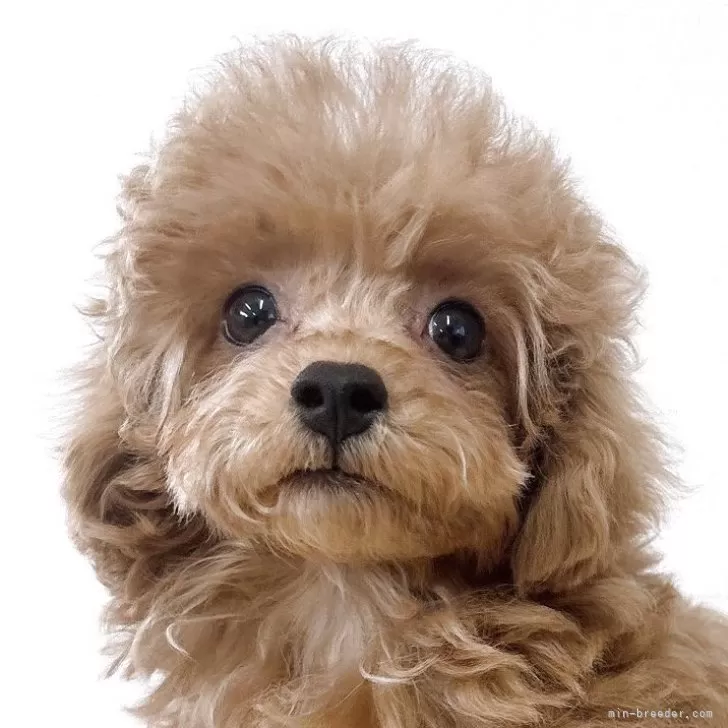 マコマコ 様のお迎えした子犬